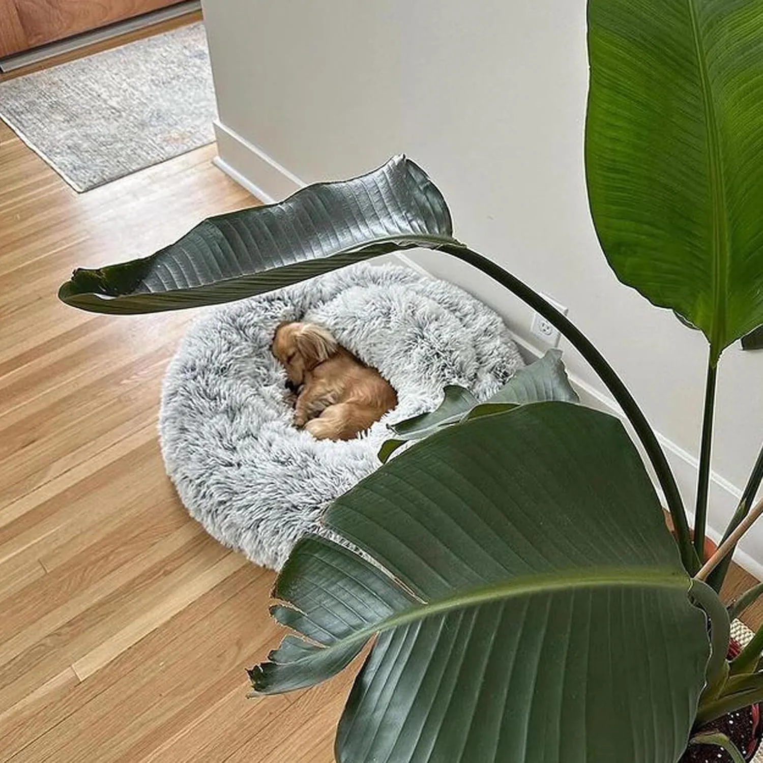 Dhohoo Calming Dog Cat Bed Anti-Anxiety Donut Cuddler Warming Cozy Soft Round Bed Washable Fluffy Faux Fur Plush Cushion Bed for Dogs and Cats Removable Pad (Grey, 20 * 20 in)