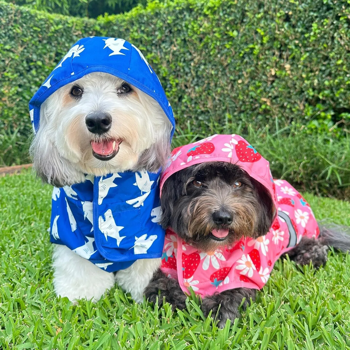 Fitwarm Strawberry Daisy Dog Raincoat with Hood, Waterproof Rain Jacket for Small Dogs Girl, Reflective Pet Poncho with Harness Opening, Packable, Adjustable, Pink, Large