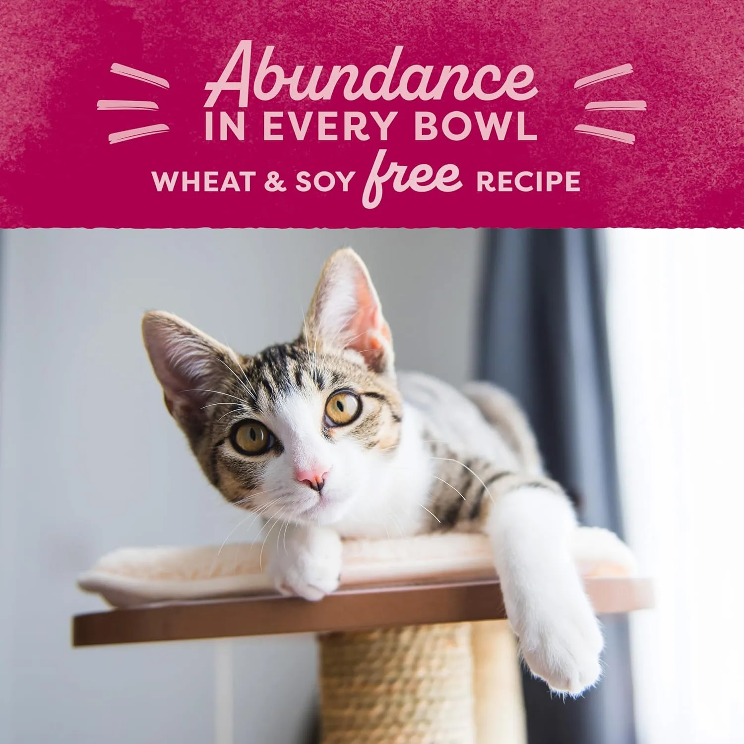 Natural Balance Original Ultra Dry Cat Food, Chicken Meal & Salmon Meal Recipe, Whole Body Health for Kittens to Adult Cats, 6 Pound (Pack of 1)