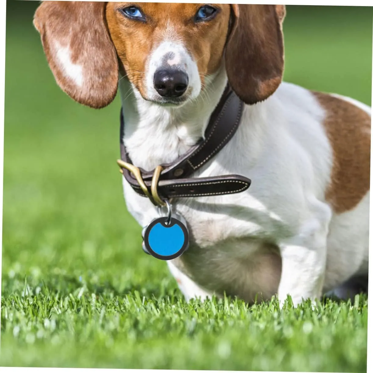Silent Dog Collar Name Plate Service Dog Tag Qr Code Pet Id Tag Silicone Protector