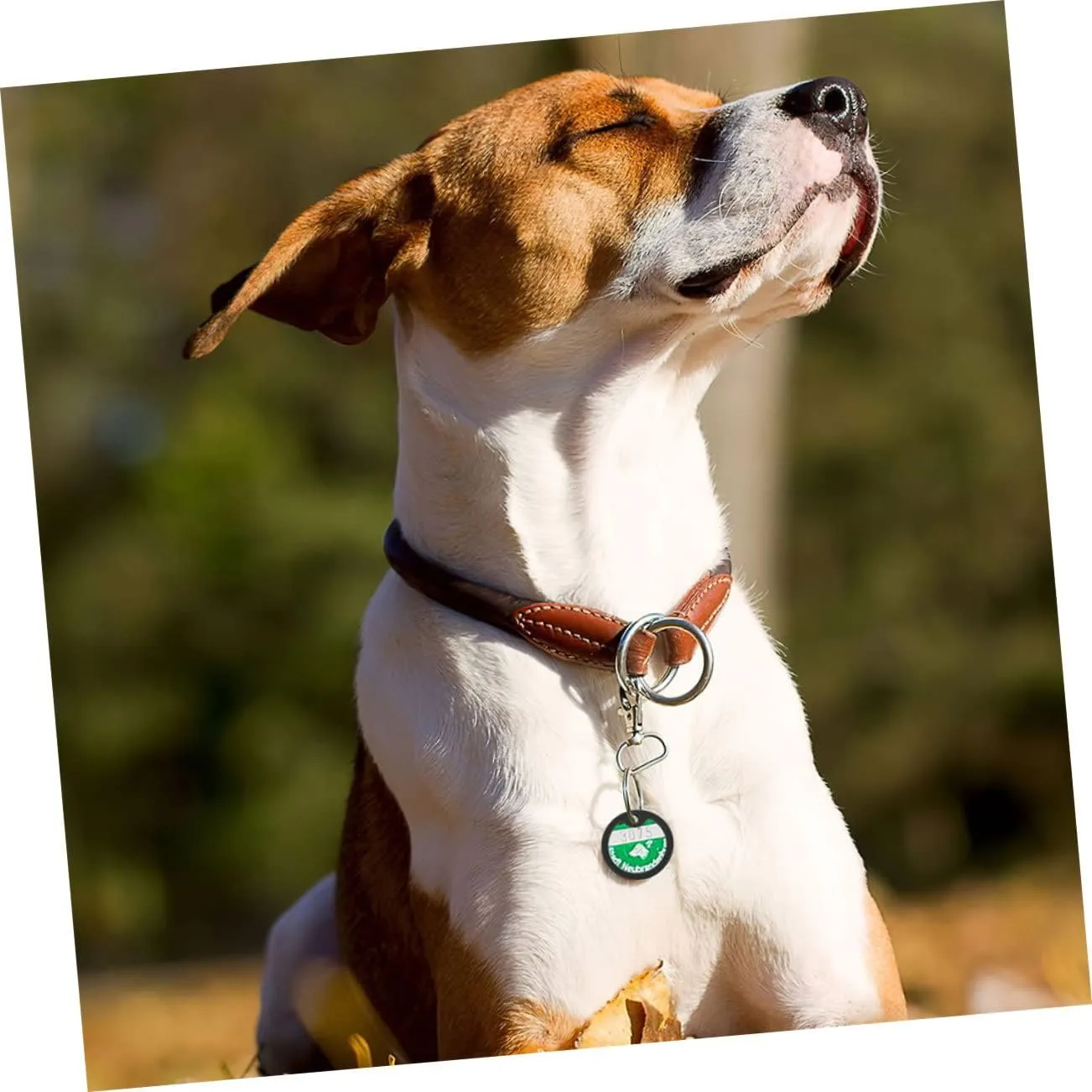 Silent Dog Collar Name Plate Service Dog Tag Qr Code Pet Id Tag Silicone Protector