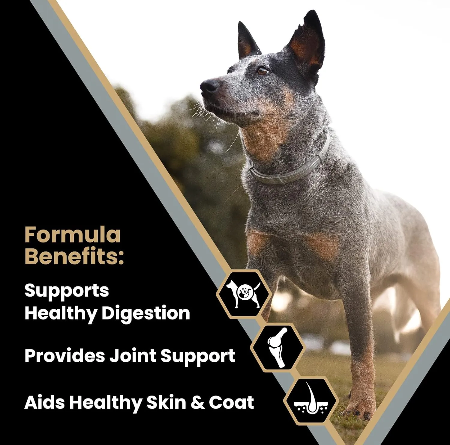 VICTOR Super Premium Dog Food  Purpose  Senior Healthy Weight Management  Dry Dog Food for Adult Dogs  Gluten Free with Glucosamine and Chondroitin, for Hip and Joint Health, 15lbs